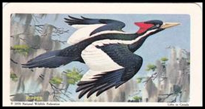 13 Ivory Billed Woodpecker